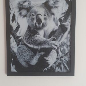 Koala Picture