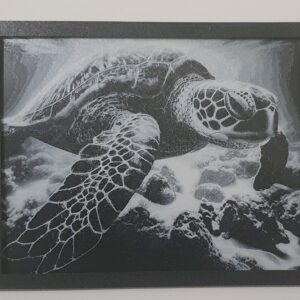 Turtle Wall Art