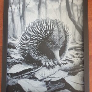 Echidna Wall Art
