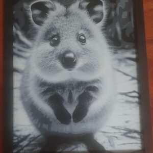 Quokka Wall Art