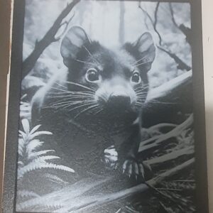 Tassie Devil