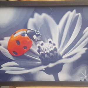 Lady Bug Wall Art