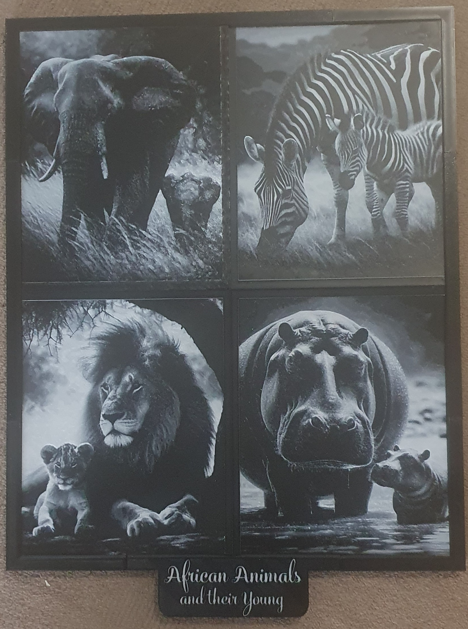 African Animals and there Young
